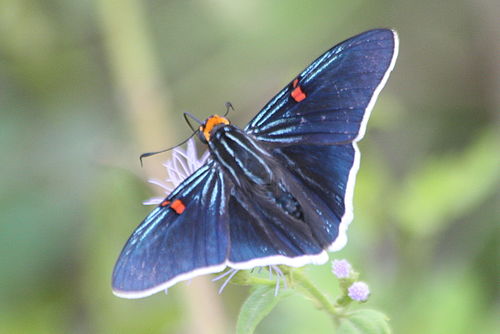 Phocides polybius